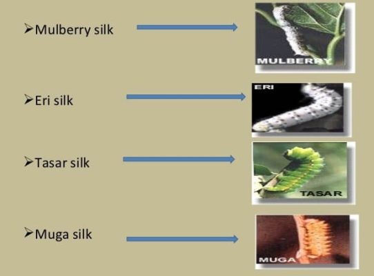 Types of Silk Found in India